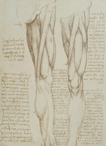 Études anatomiques - Leonardo da Vinci